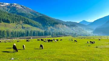 Kashmir Doodhpathri Special | 5N / 6D